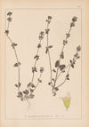 Herbier de la flore française Pl.0851