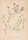 Herbier de la flore française Pl.0852