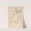 Herbier de la flore française Pl.0852 by Louis Antoine Cusin