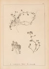 Herbier de la flore française Pl.0853