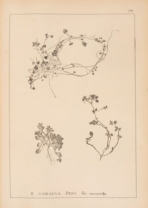 Herbier de la flore française Pl.0853