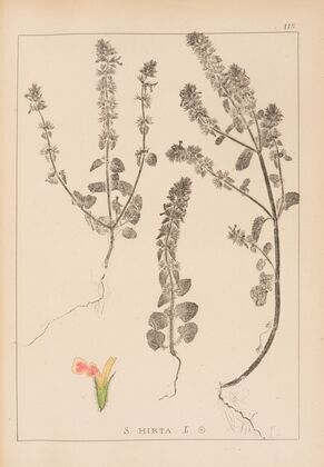 Herbier de la flore française Pl.0854