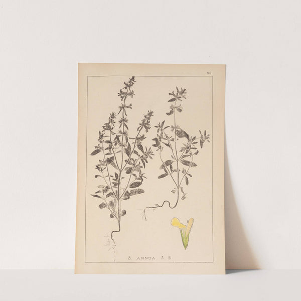 Herbier de la flore française Pl.0855 by Louis Antoine Cusin