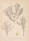 Herbier de la flore française Pl.0859