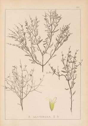 Herbier de la flore française Pl.0859