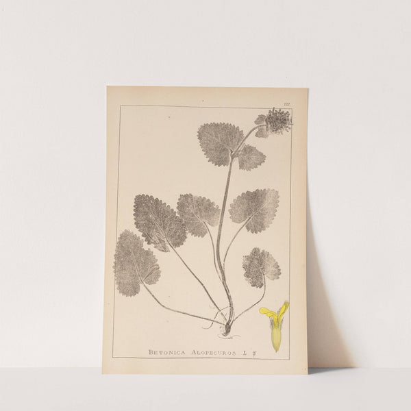 Herbier de la flore française Pl.0860 by Louis Antoine Cusin