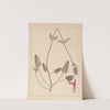 Herbier de la flore française Pl.0862 by Louis Antoine Cusin