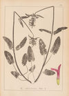 Herbier de la flore française Pl.0863