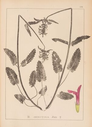 Herbier de la flore française Pl.0863