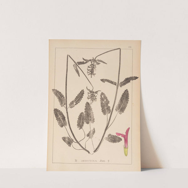 Herbier de la flore française Pl.0863 by Louis Antoine Cusin