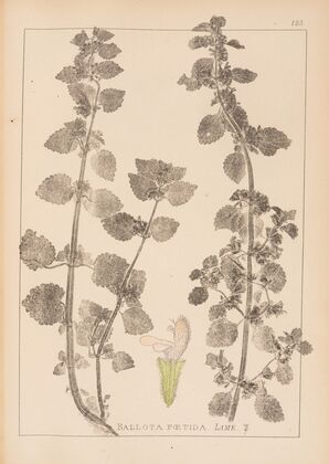 Herbier de la flore française Pl.0864
