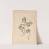 Herbier de la flore française Pl.0865 by Louis Antoine Cusin