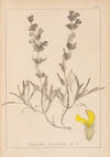 Herbier de la flore française Pl.0866