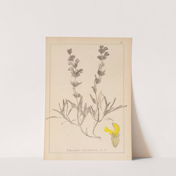 Herbier de la flore française Pl.0866 by Louis Antoine Cusin