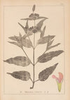 Herbier de la flore française Pl.0867