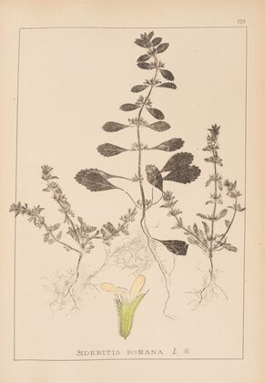 Herbier de la flore française Pl.0868