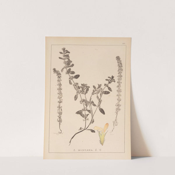 Herbier de la flore française Pl.0869 by Louis Antoine Cusin