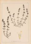 Herbier de la flore française Pl.0870