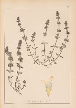 Herbier de la flore française Pl.0870