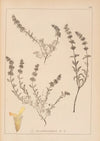 Herbier de la flore française Pl.0871