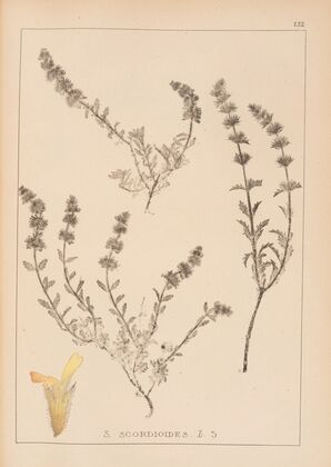 Herbier de la flore française Pl.0871