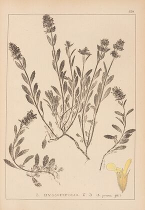 Herbier de la flore française Pl.0873
