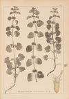 Herbier de la flore française Pl.0876