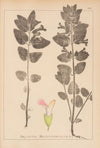 Herbier de la flore française Pl.0878