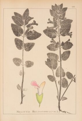 Herbier de la flore française Pl.0878