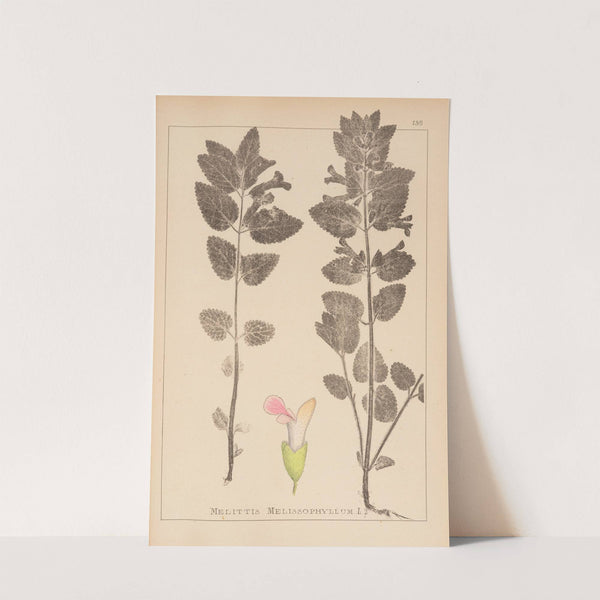 Herbier de la flore française Pl.0878 by Louis Antoine Cusin