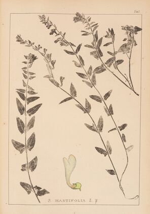 Herbier de la flore française Pl.0881