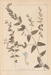 Herbier de la flore française Pl.0882