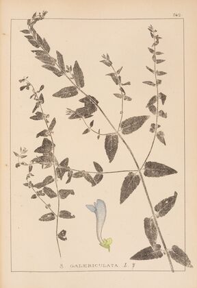 Herbier de la flore française Pl.0882
