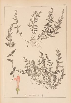 Herbier de la flore française Pl.0883
