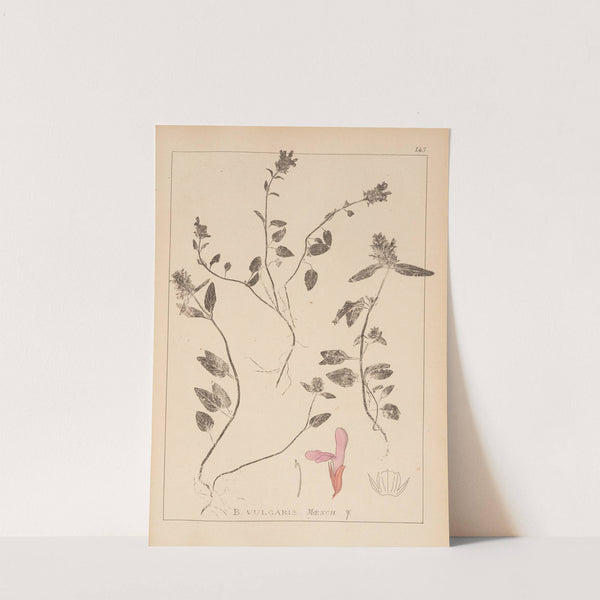 Herbier de la flore française Pl.0885 by Louis Antoine Cusin