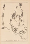 Herbier de la flore française Pl.0886