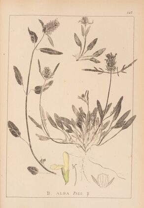 Herbier de la flore française Pl.0887