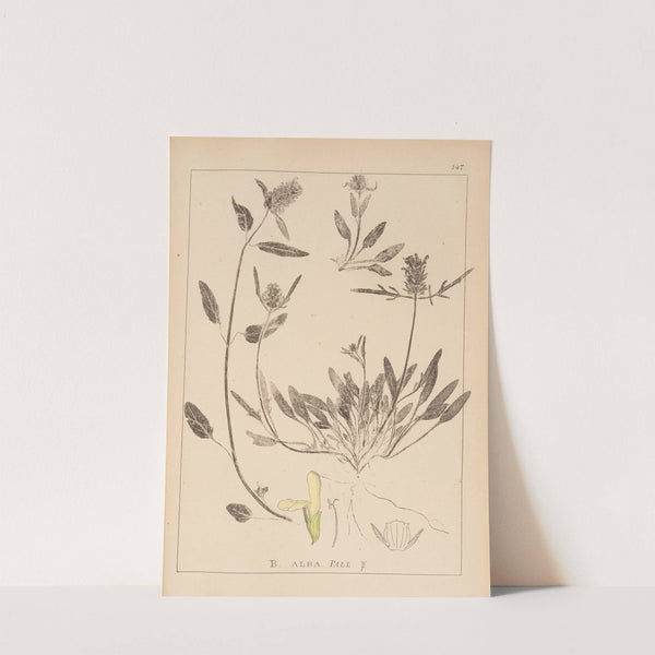 Herbier de la flore française Pl.0887 by Louis Antoine Cusin