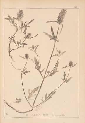 Herbier de la flore française Pl.0888
