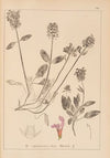 Herbier de la flore française Pl.0889
