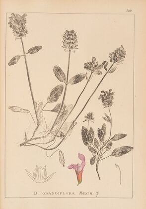 Herbier de la flore française Pl.0889
