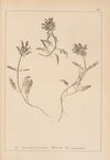 Herbier de la flore française Pl.0890
