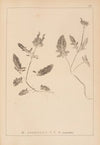 Herbier de la flore française Pl.0892