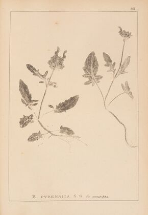Herbier de la flore française Pl.0892