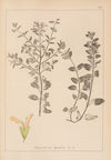 Herbier de la flore française Pl.0893