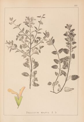 Herbier de la flore française Pl.0893
