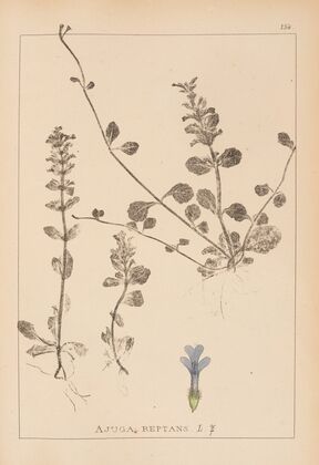 Herbier de la flore française Pl.0894