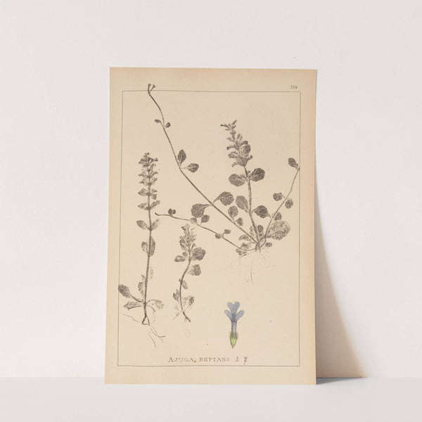 Herbier de la flore française Pl.0894 by Louis Antoine Cusin