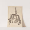 Herbier de la flore française Pl.0895 by Louis Antoine Cusin