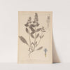 Herbier de la flore française Pl.0896 by Louis Antoine Cusin